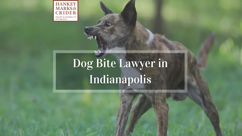 Dog Bite Lawyer in Indianapolis